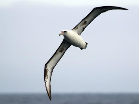 Albert the Albatross