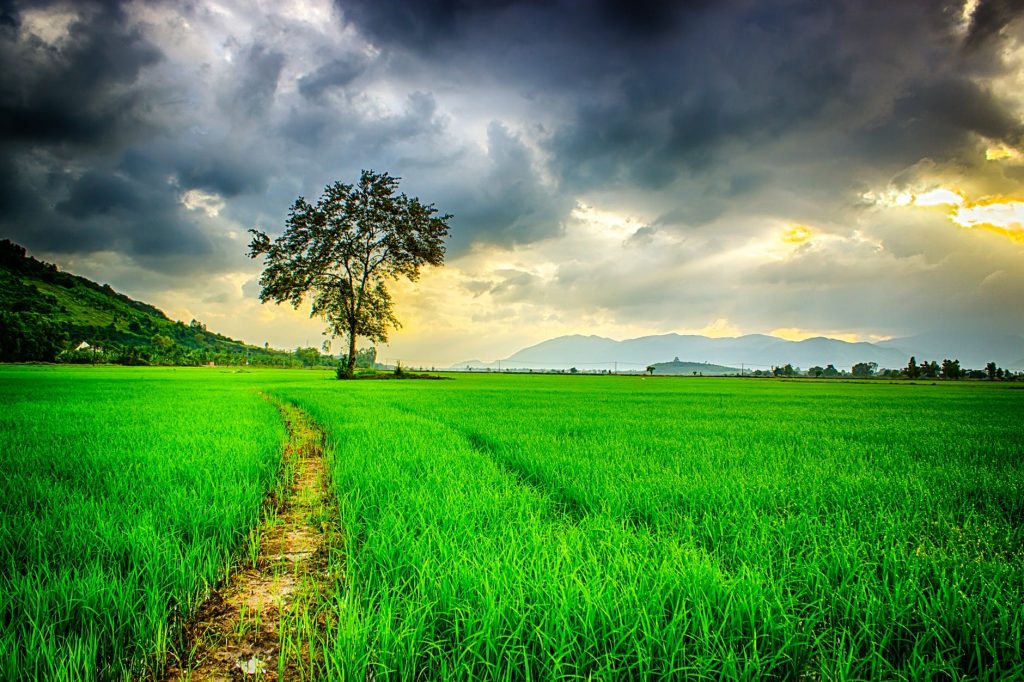 field