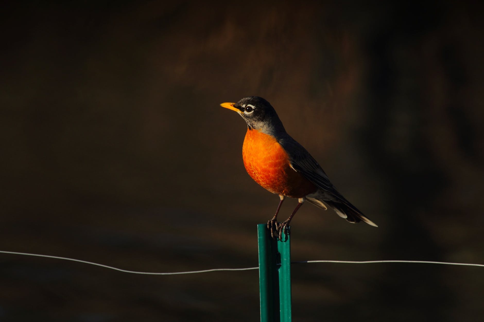 My Spring Robin
