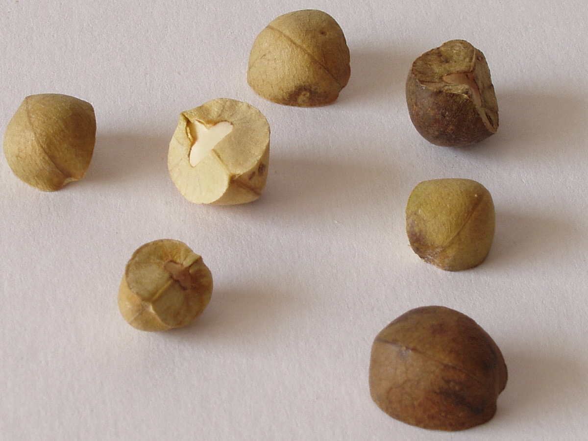 Norma Jean Jumping Bean