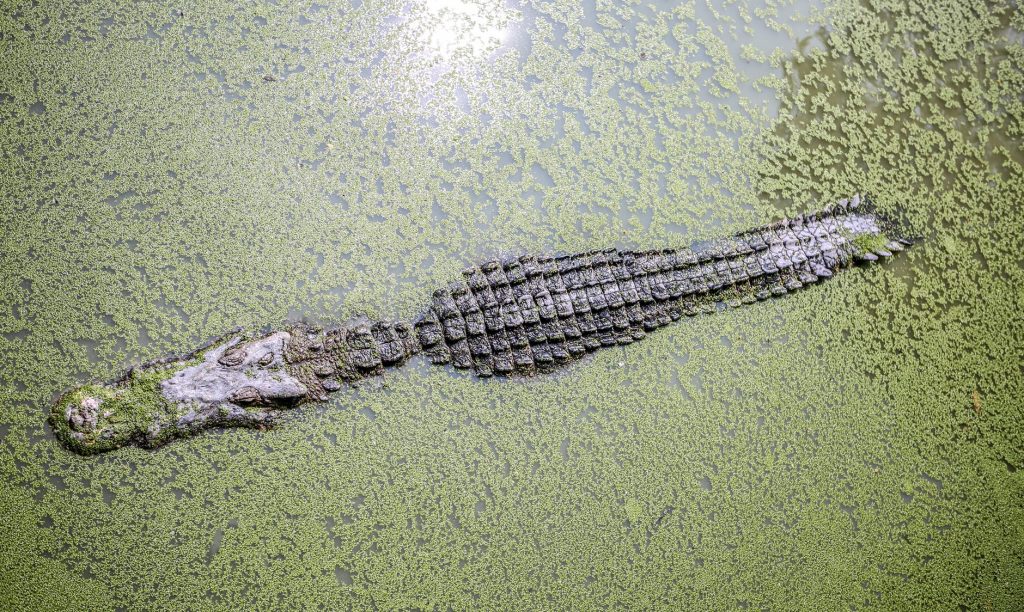 The Enormous Crocodile